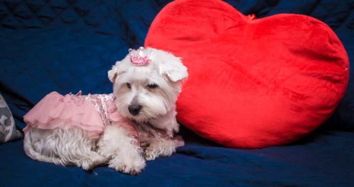 Liebeserklärung an meinen Hund: Wie du deinem Vierbeiner deine Liebe zeigst