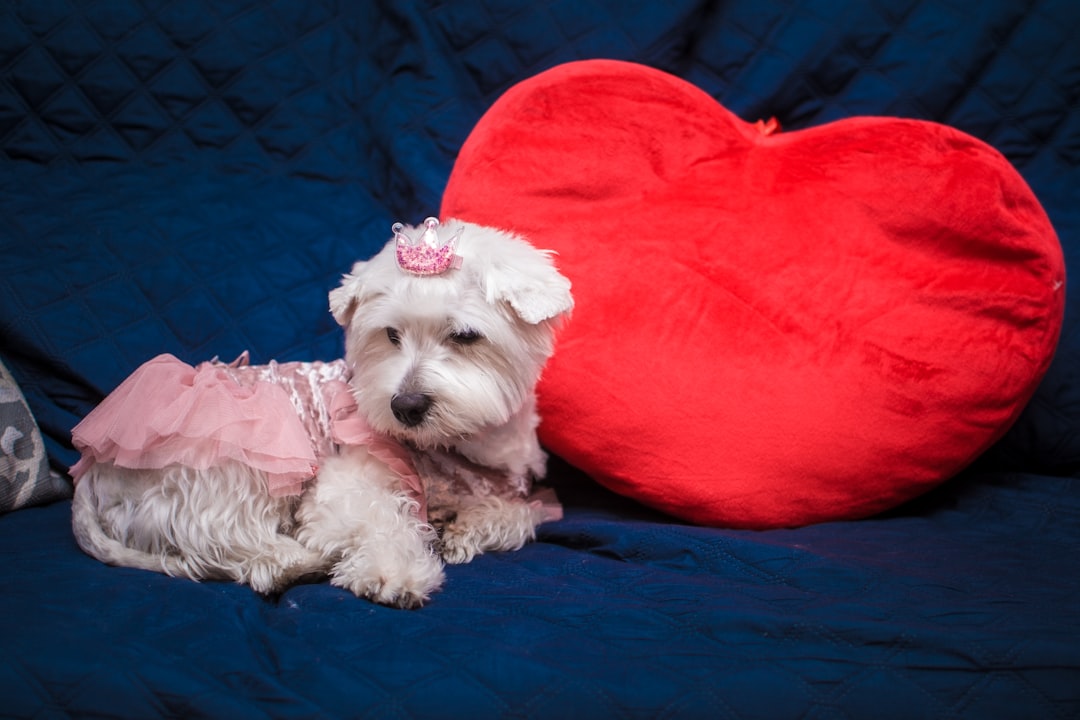 Liebeserklärung an meinen Hund: Wie du deinem Vierbeiner deine Liebe zeigst